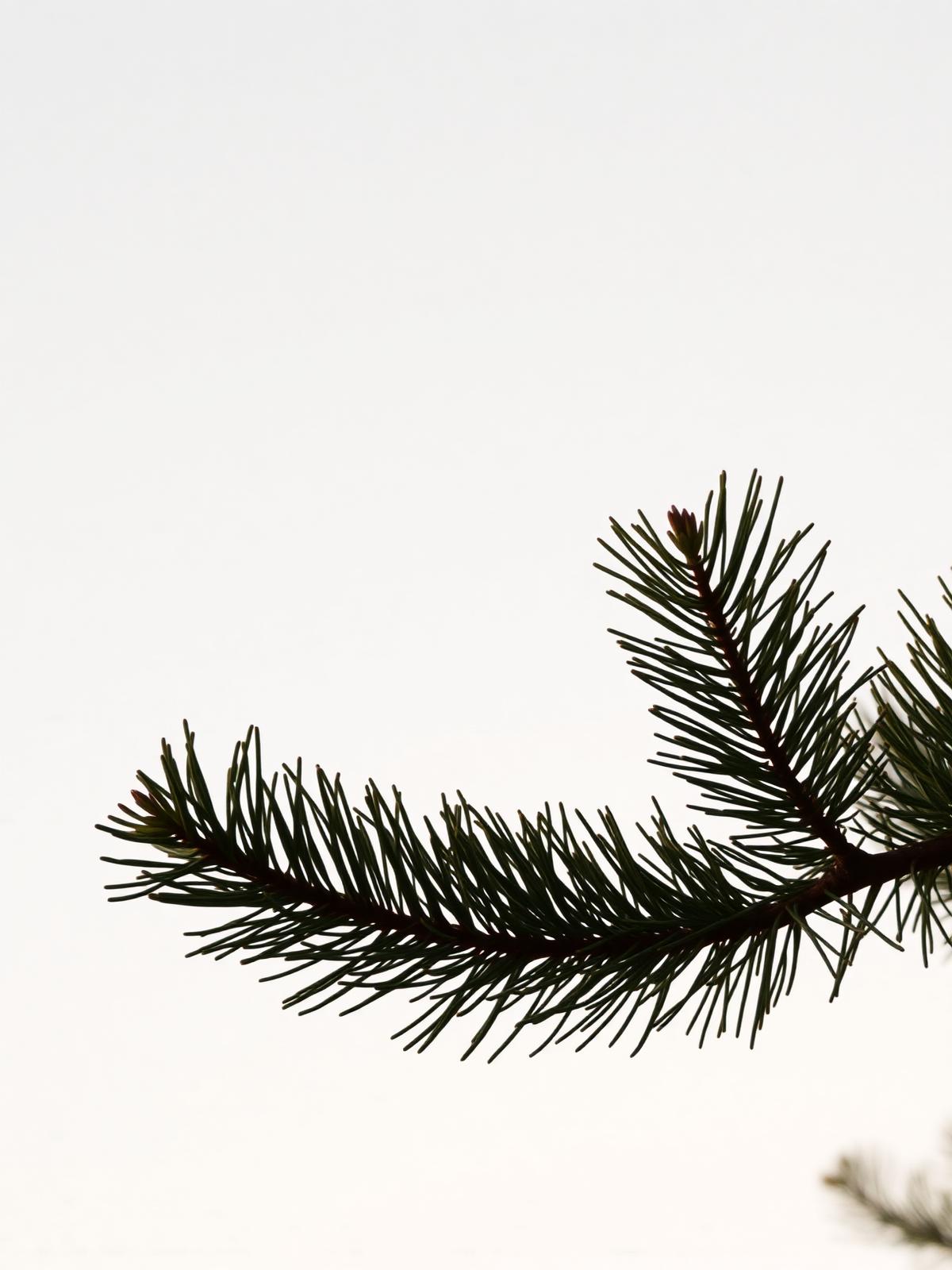Branches of a cedar of Lebanon against soft daylight